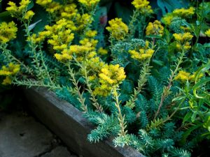 Sedum reflexum 'Blue Spruce'