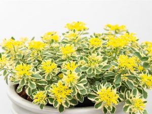 Sedum takesimense Atlantis