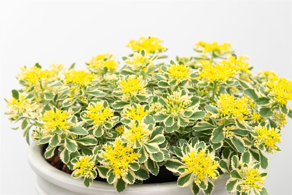 Sedum takesimense Atlantis
