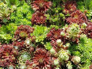 Sempervivum