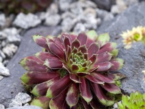 Sempervivum 'Commander Hay'