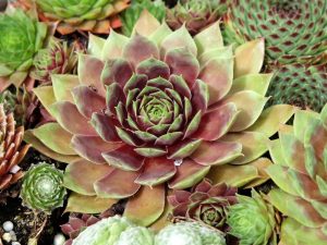 Sempervivum 'Redheart'