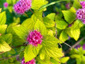 Spiraea japonica 'Double Play Gold'
