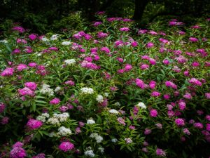 Spiraea japonica 'Shirobana'