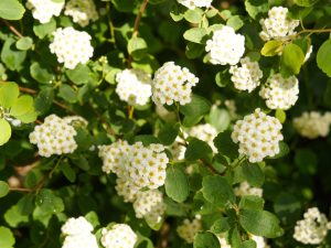 Spiraea betulifolia 'Glow Girl'