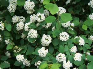 Spiraea betulifolia 'Tor'