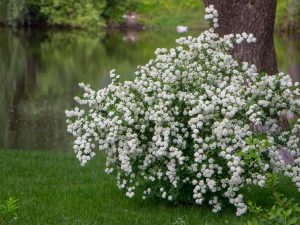 Spiraea vanhouttei (x) 'Renaissance'