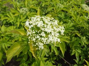 Sambucus canadensis 'Aurea'