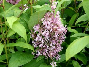 Syringa x josiflexa 'James Macfarlane'
