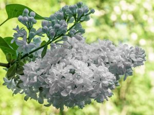 Syringa vulgaris 'Mme Lemoine'