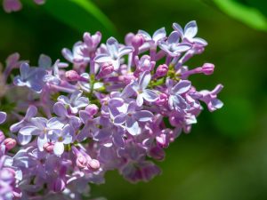 Syringa hya. 'Scentara Double Blue'