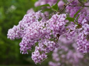 Syringa chinensis 'Duplex'