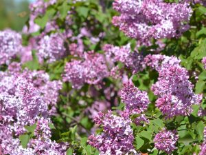 Syringa hyacinthiflora 'Pocahontas'