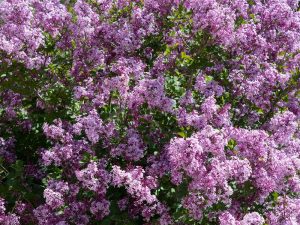 Syringa meyeri 'Palibin'