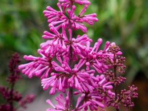 Syringa patula 'Miss Kim'