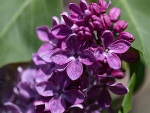 Syringa vulgaris 'Agincourt Beauty'