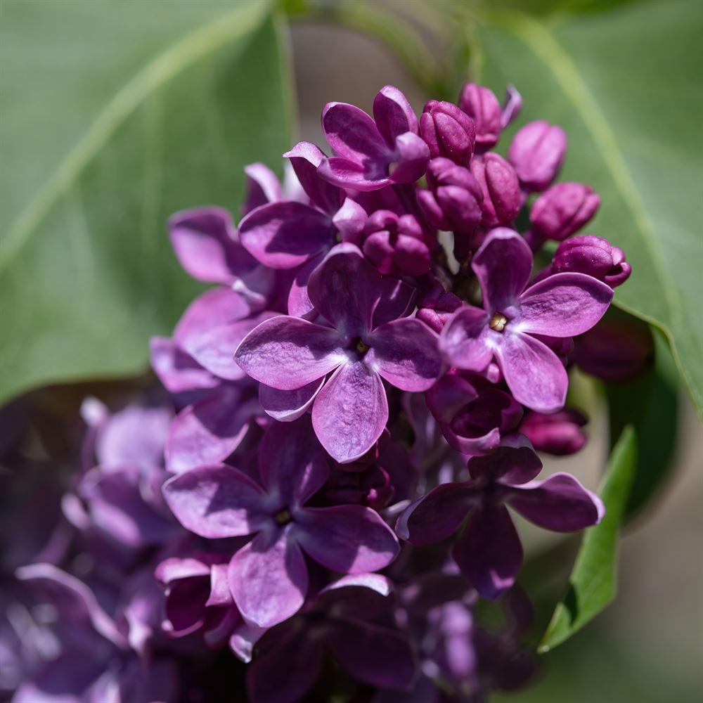 Syringa vulgaris 'Agincourt Beauty'