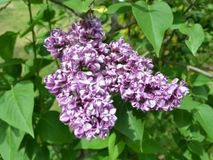Syringa vulgaris 'Charles Joly'
