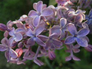 Syringa vulgaris 'Drifting Dream'