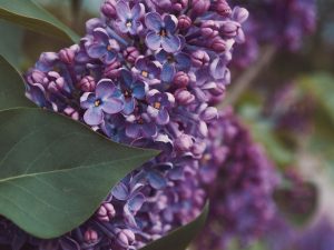 Syringa vulgaris 'Prairie Petite'