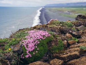 Thymus praecox 'Arcticus'