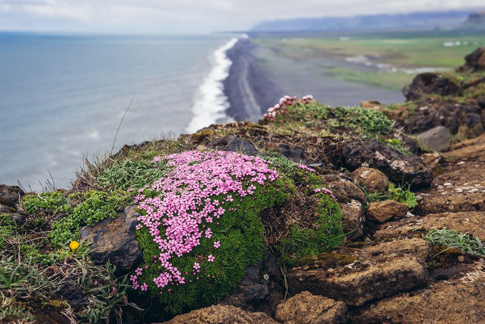 Thymus praecox 'Arcticus'
