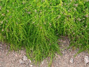 Thymus serpyllum 'Albus'