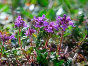 Thymus serpyllum 'Elfin'