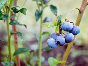 Vaccinium corymbosum 'Bluecrop'