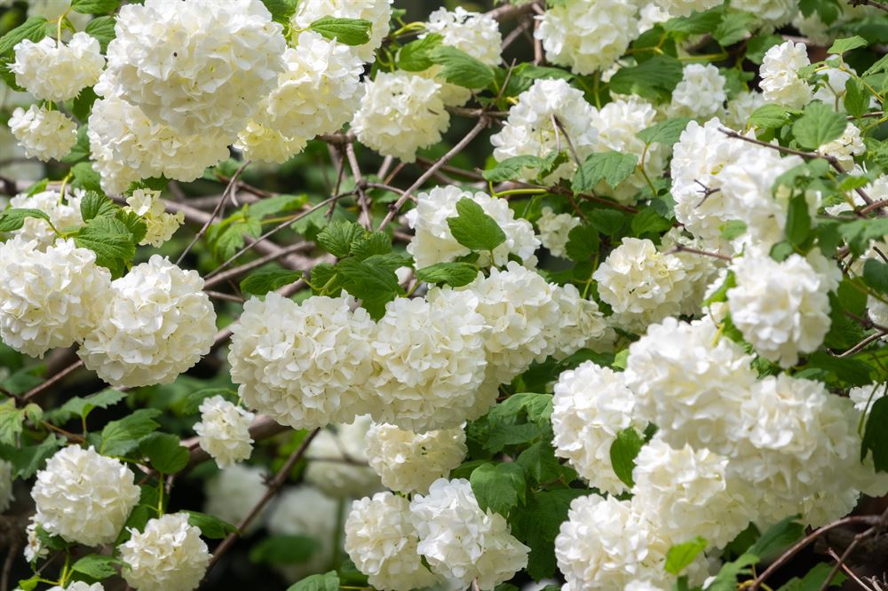 Viburnum opulus ‘Roseum’ (sterile) Centre de Jardin Barbe