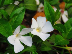 Vinca minor 'Alba'
