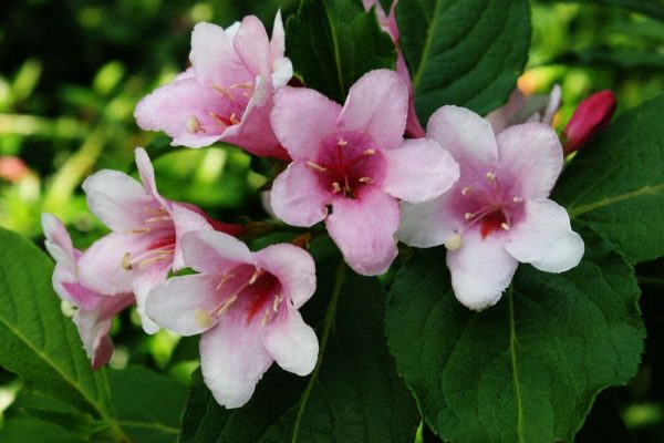 Weigela florida 'Pink Princess'