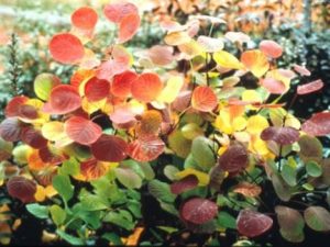 Cotinus coggygria 'Golden 'Spirit'