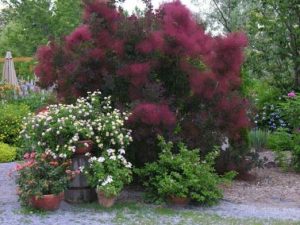 Cotinus coggygria 'Royal Purple'