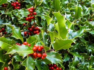 Ilex mes. 'Blue Prince & Princess' Combo
