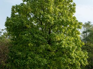 Catalpa speciosa