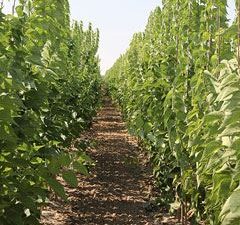 Celtis occidentalis 'Prairie Sentinel'