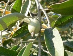 Elaeagnus angustifolia