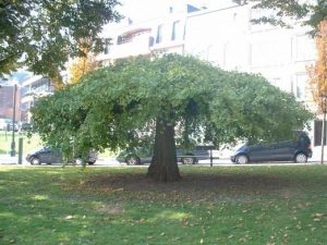 Ginkgo 'Pendula' (biloba)