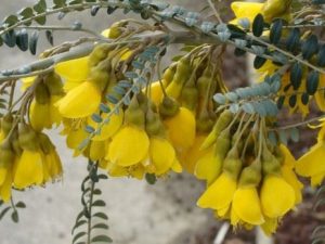 Gleditsia 'Sunburst'® (triacanthos)