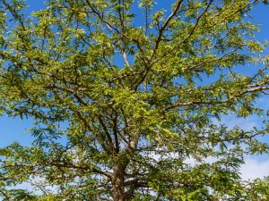 Gleditsia triacanthos 'Skyline'