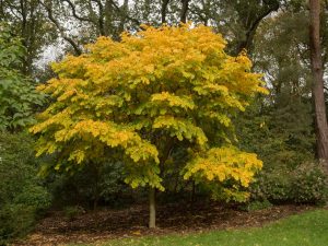 Cladastris 'Kentukea'