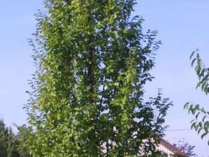 Carpinus betulus 'Frans Fontaine'