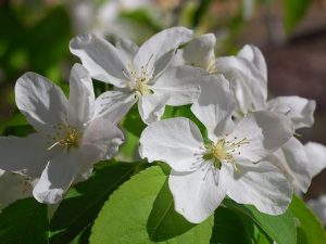 Malus baccata 'Rosthern'