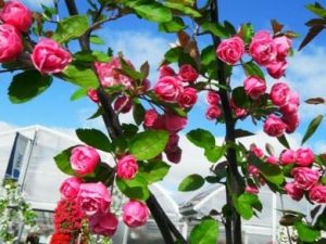 Malus 'Brandywine'®