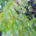 Phellodendron amurense