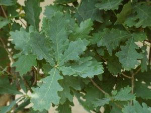 Quercus robur fastigiata