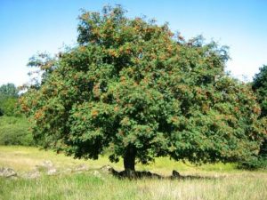 Sorbus aucuparia Cardinal Royal